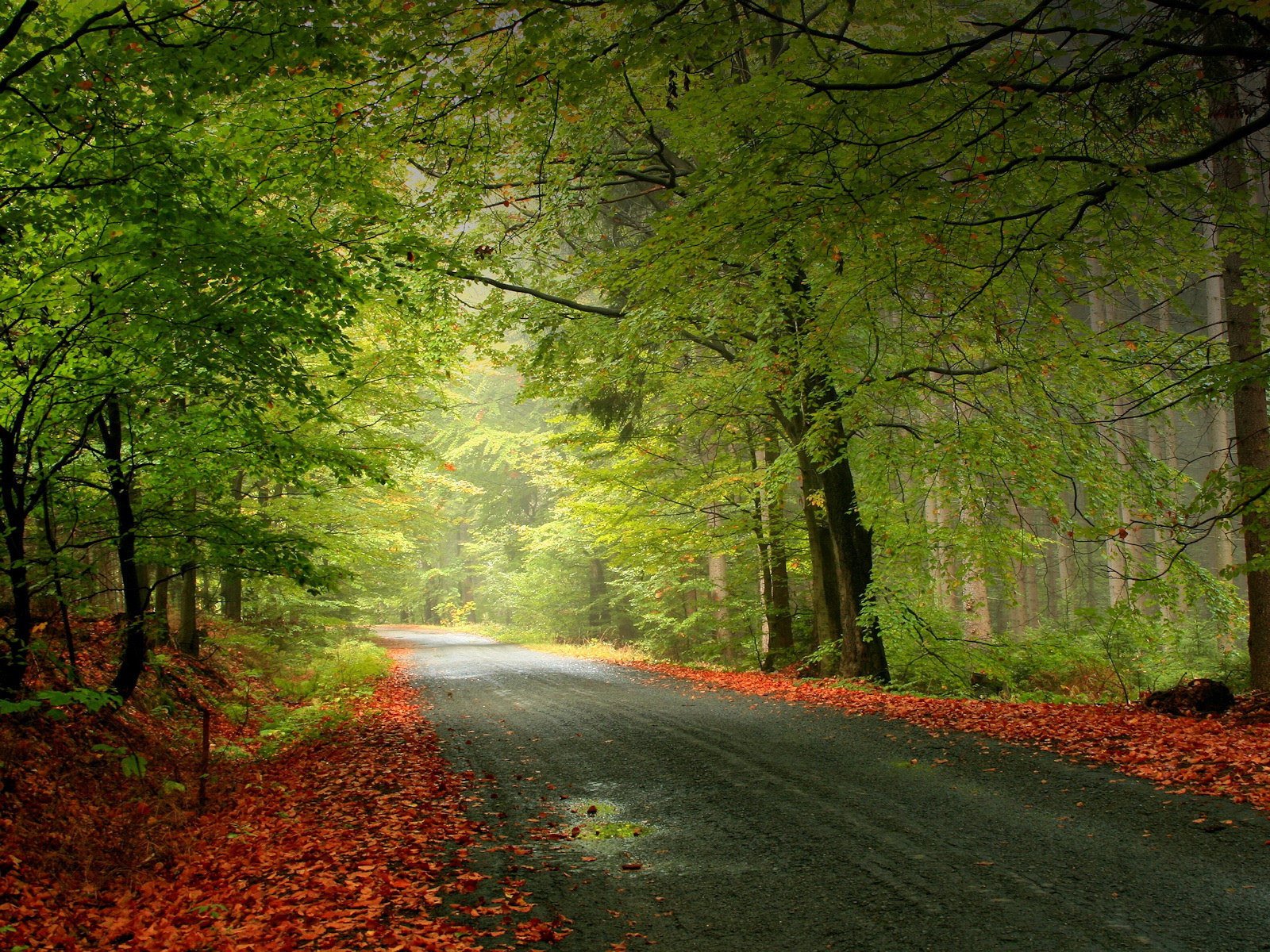 wald straße blätter zweige licht