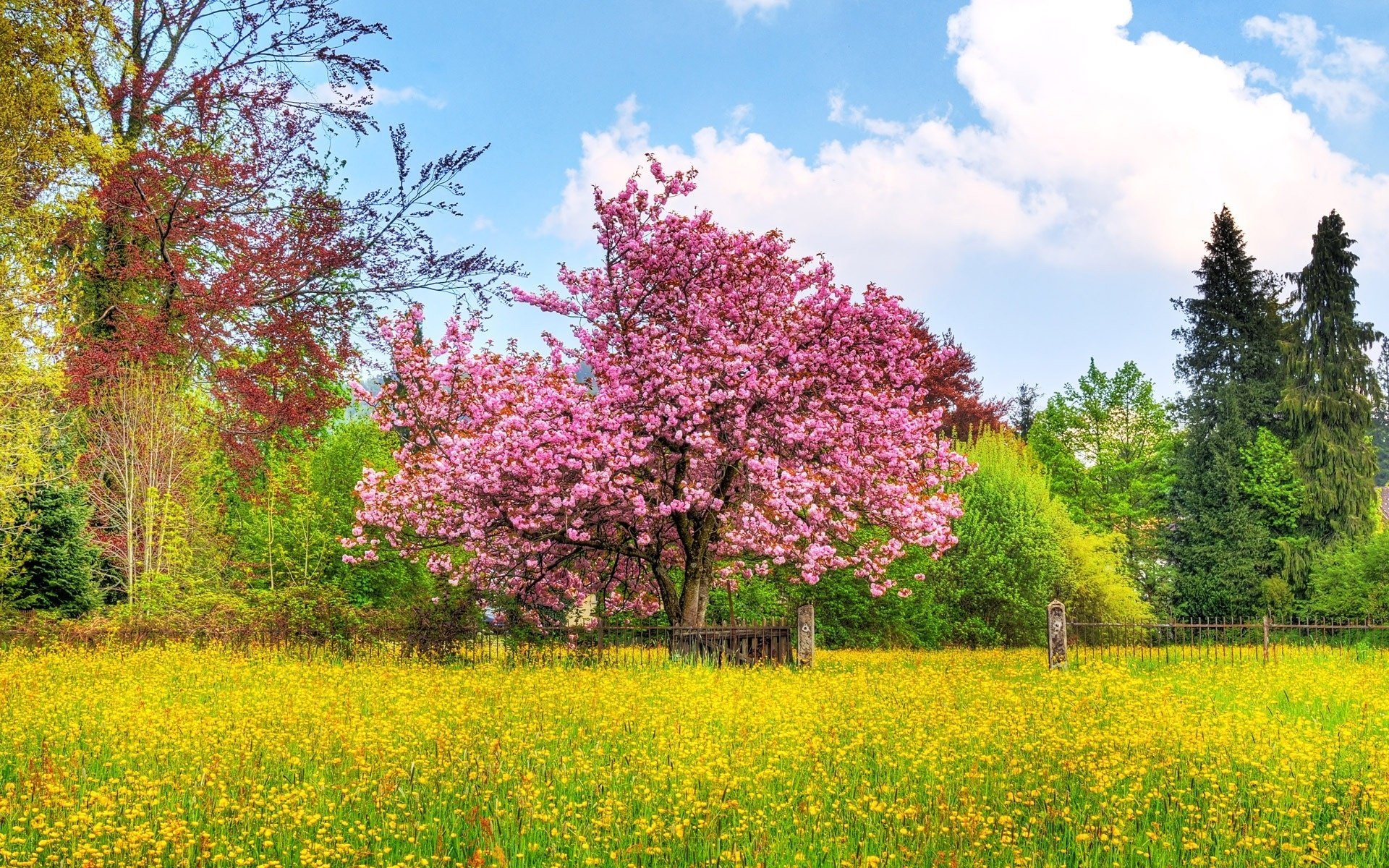 flowers tree color the fence the sky