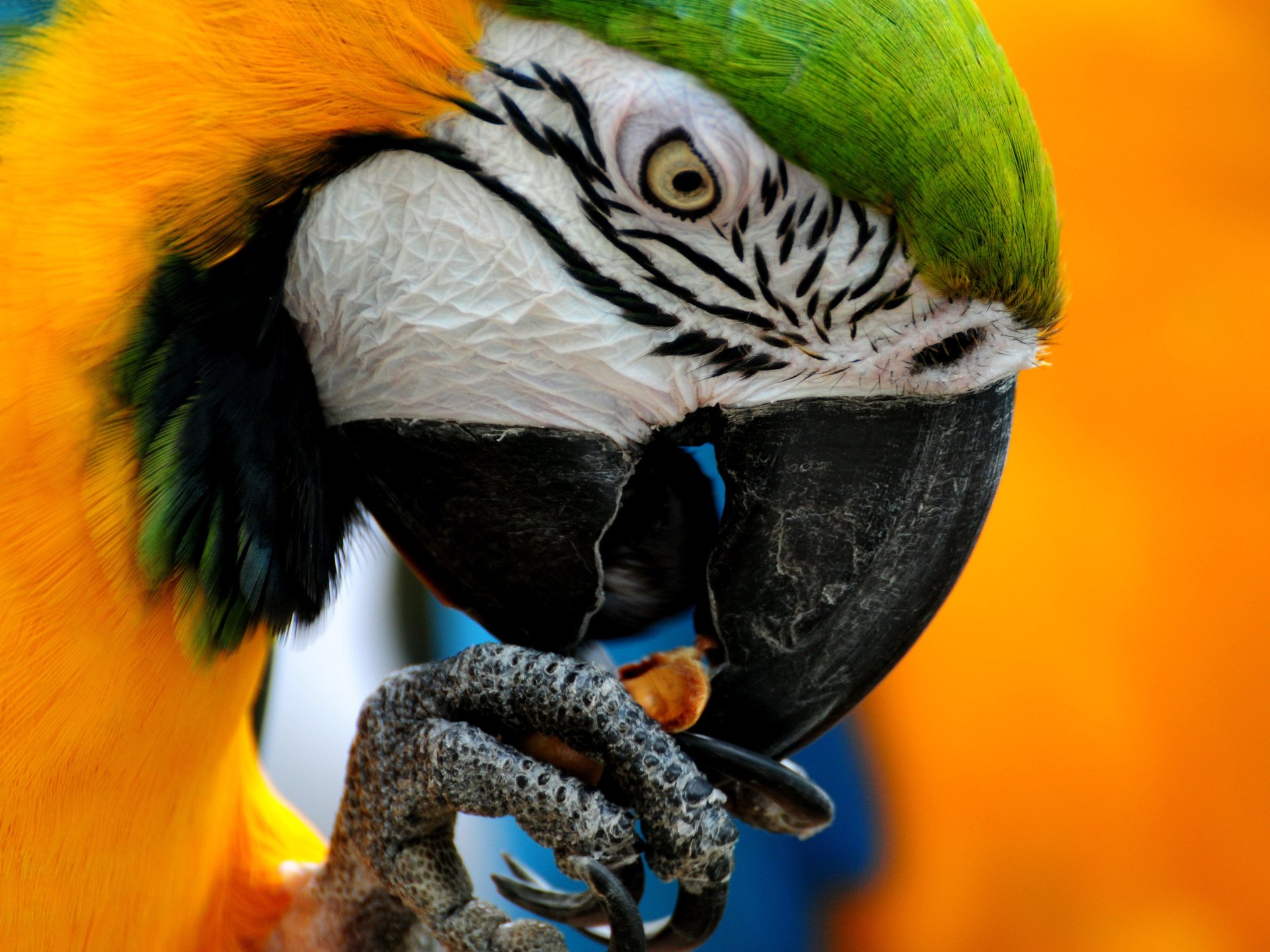 popugai bird color