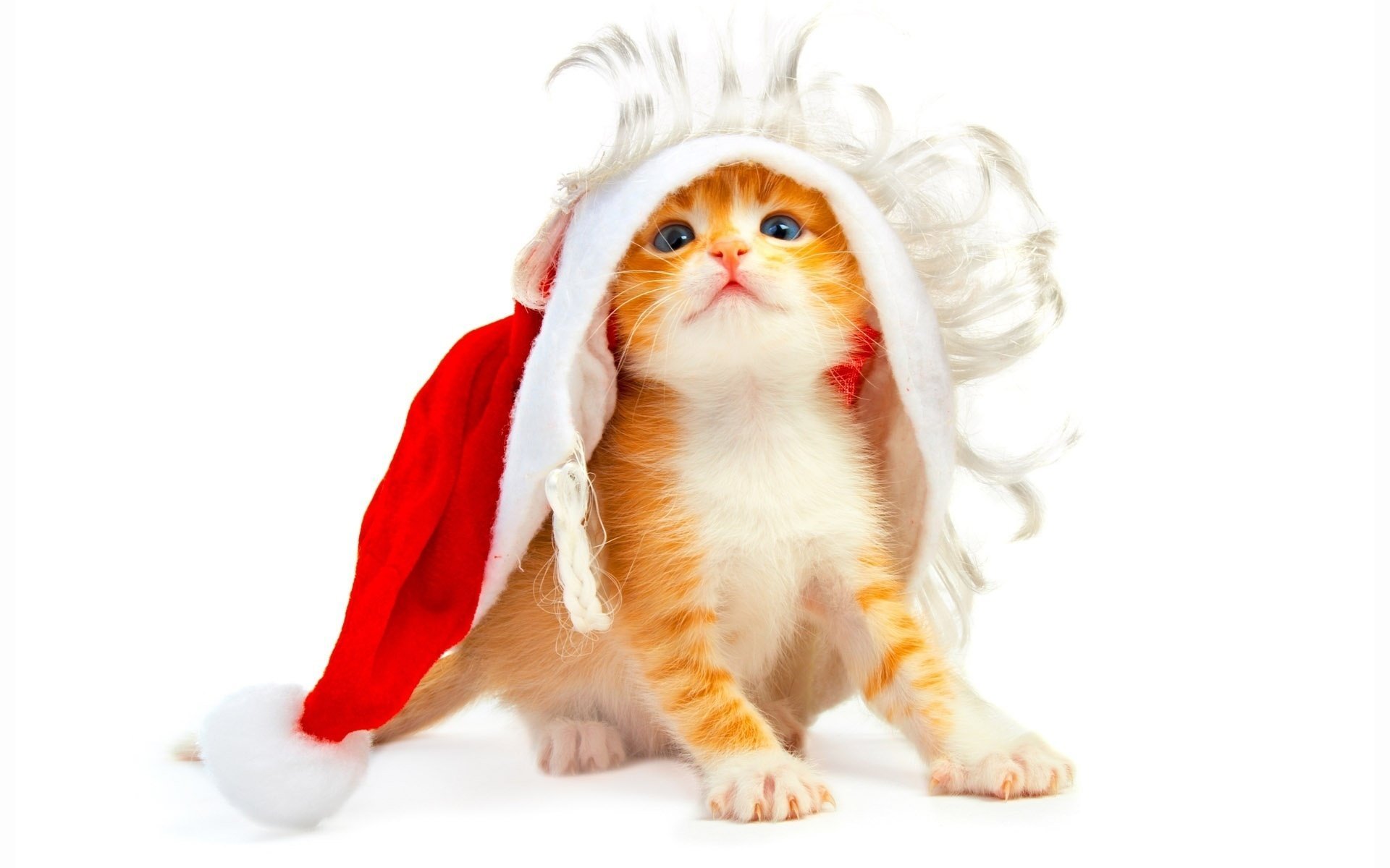 kitty white background new year