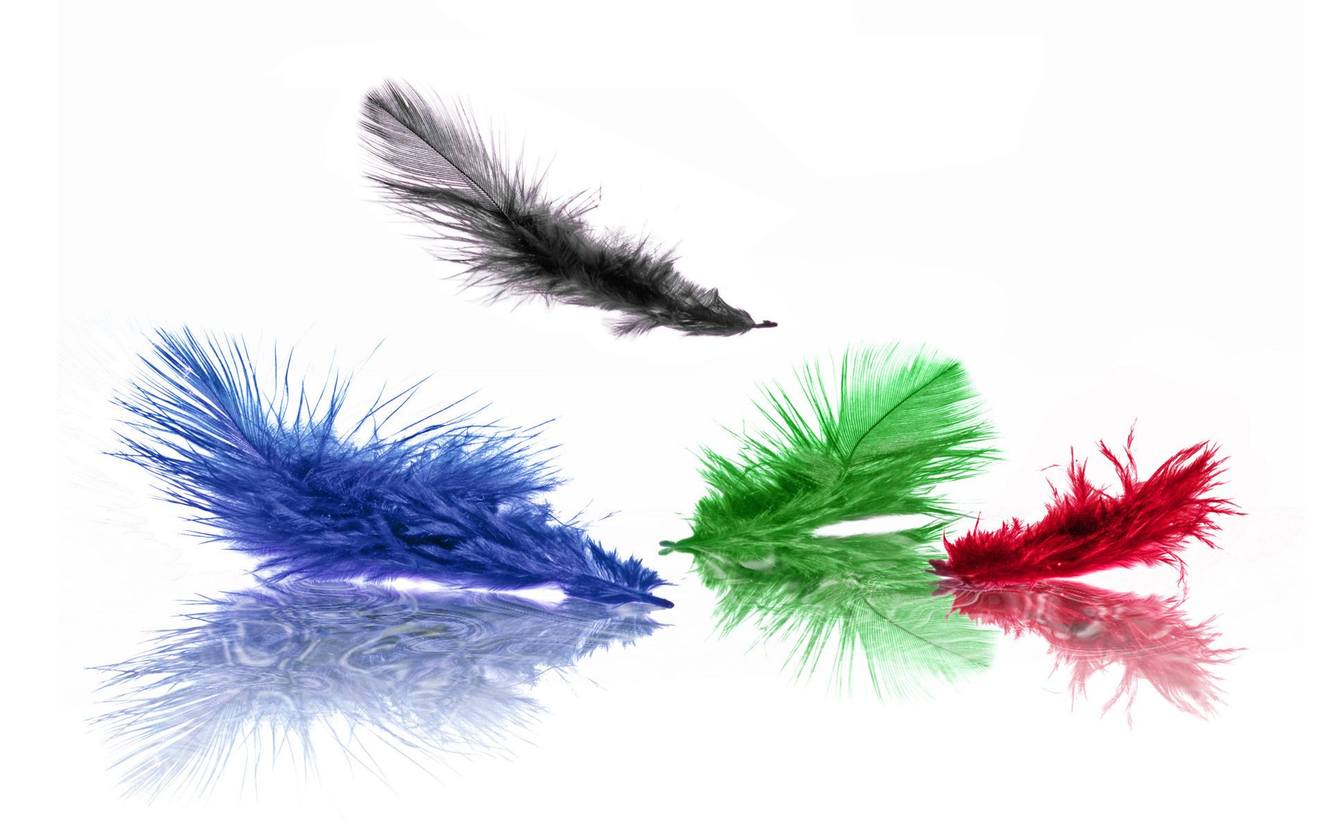 feathers red color green black blue