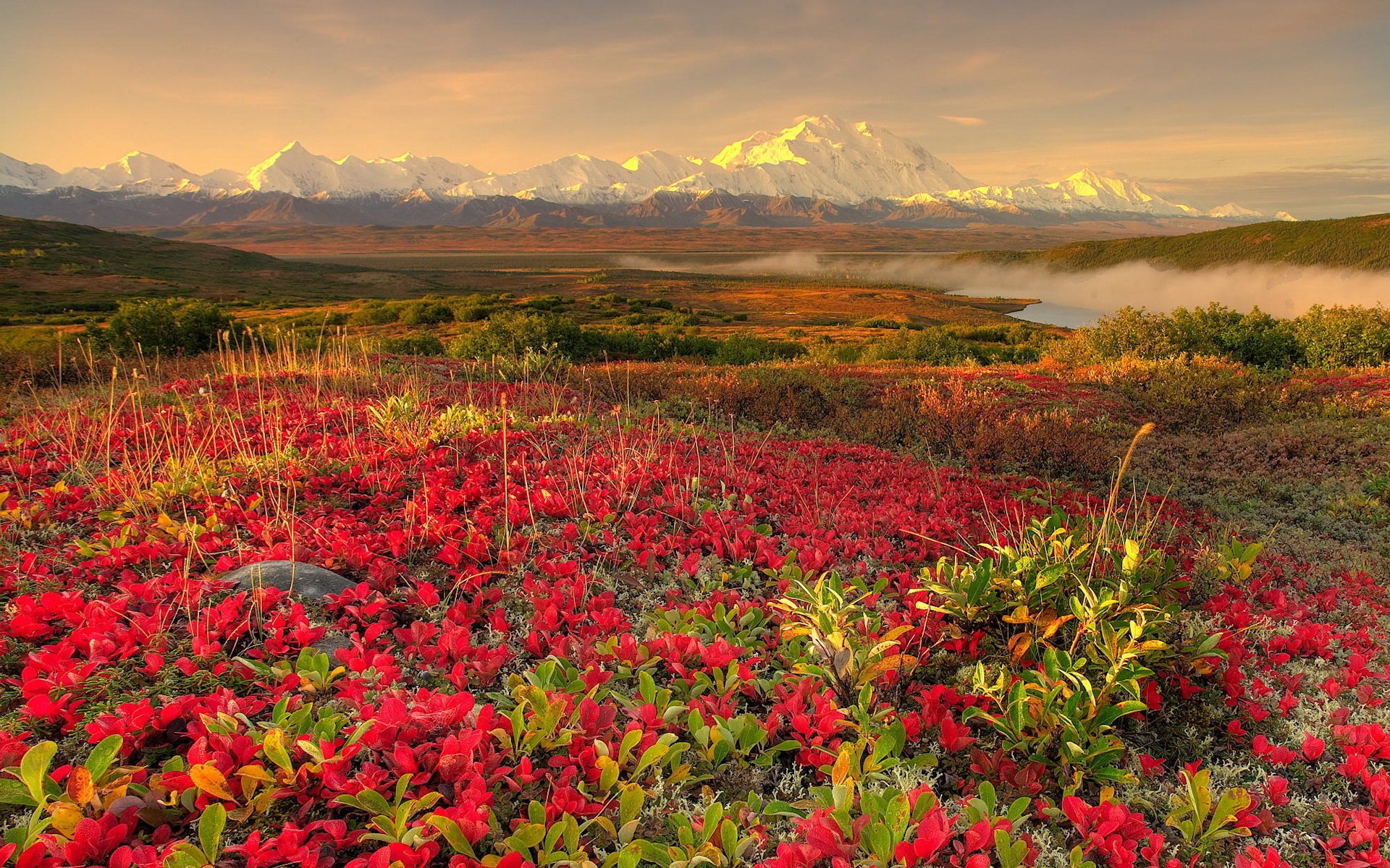 flowers landscape mountains snow the sky view field nature fog dawn