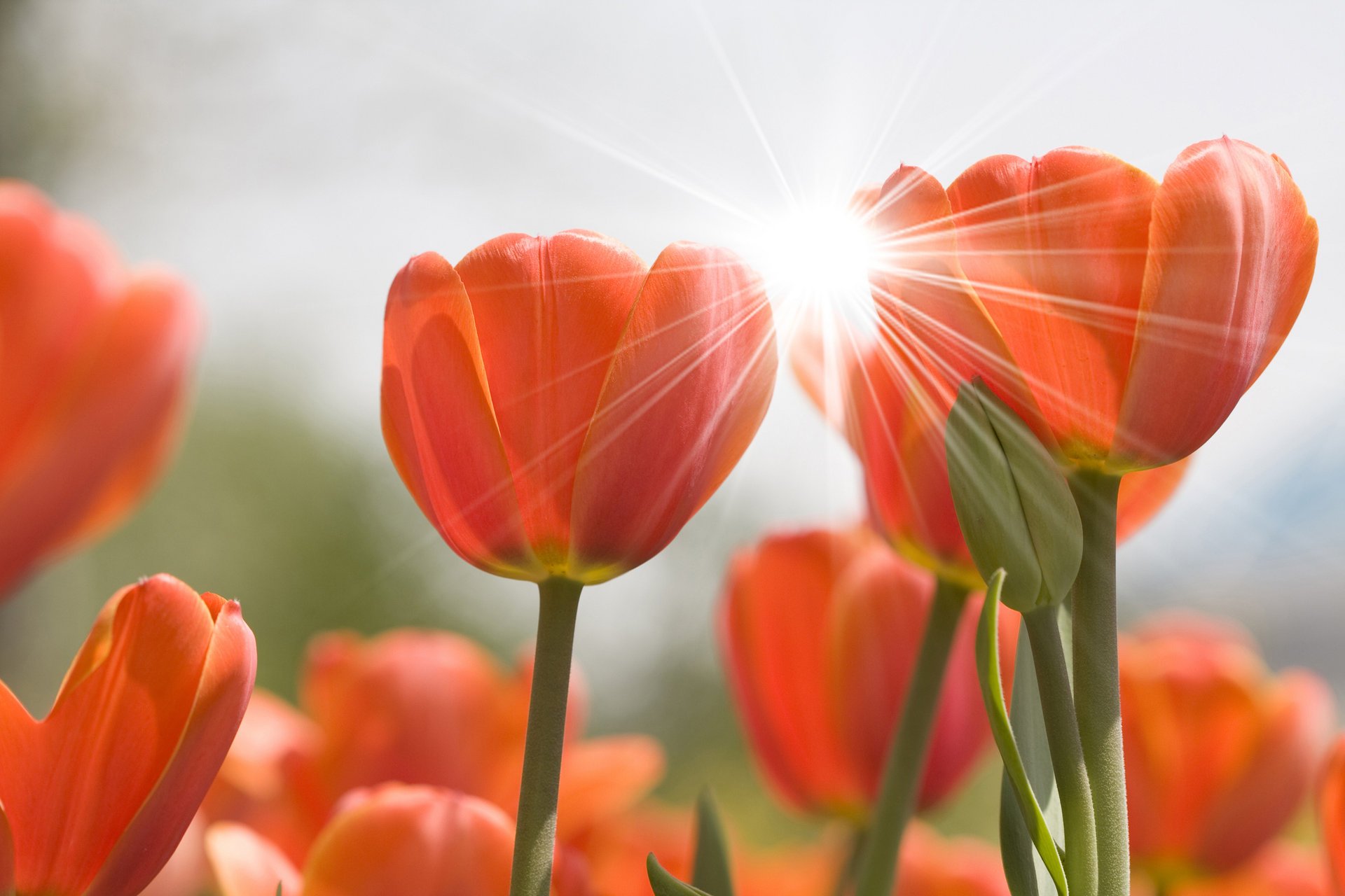 blumen tulpen flowers blume blendung natur knospen
