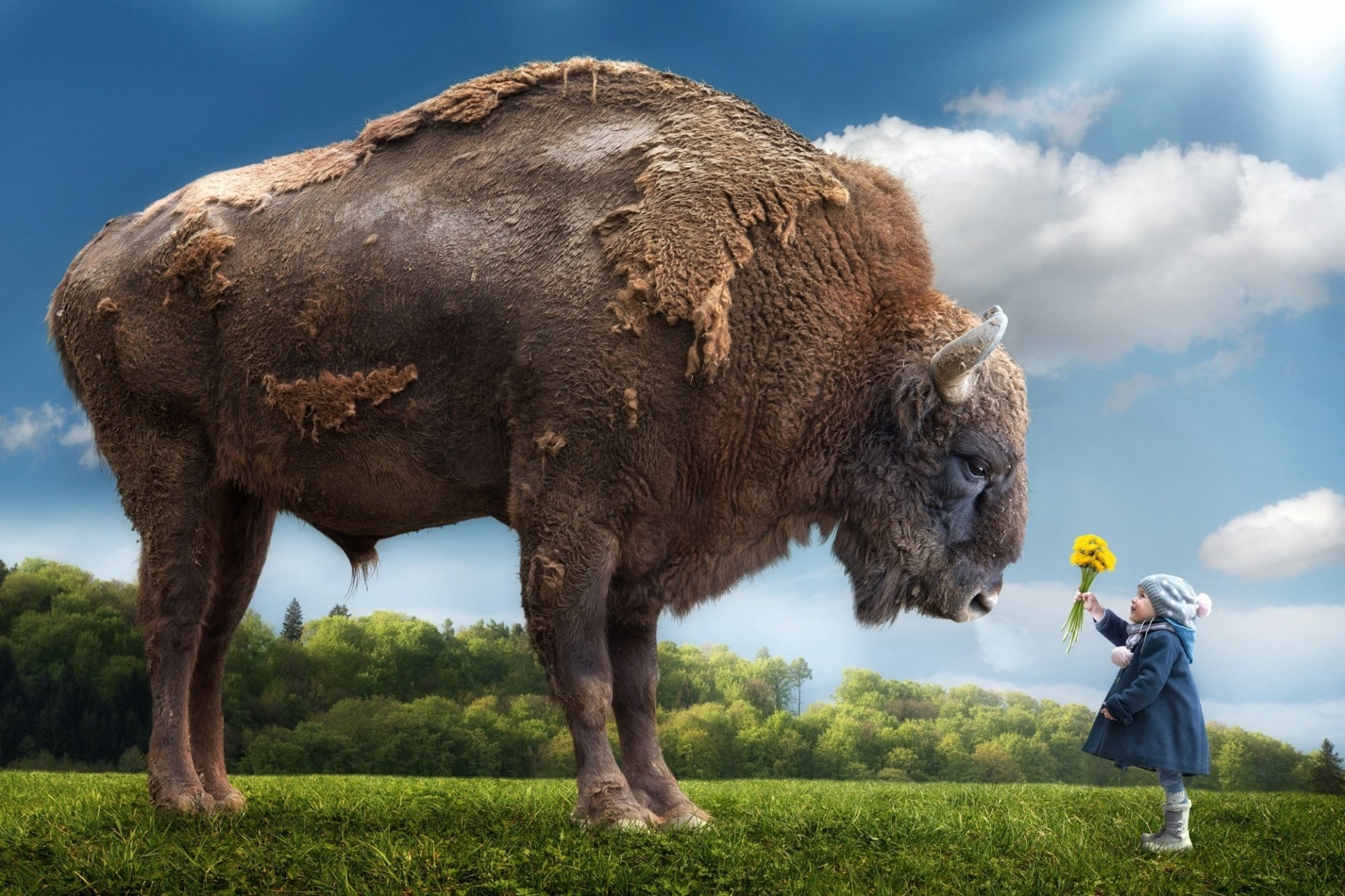 girl buffalo flower bison child