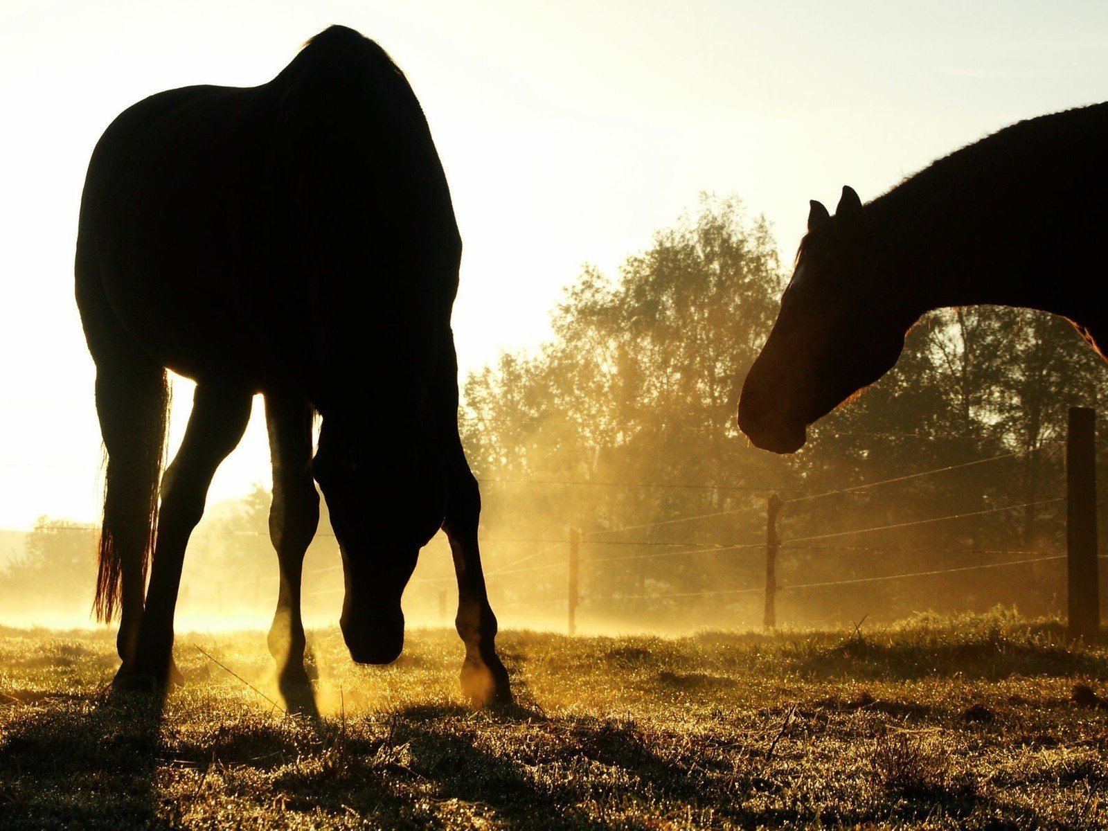 caballos puesta de sol belleza
