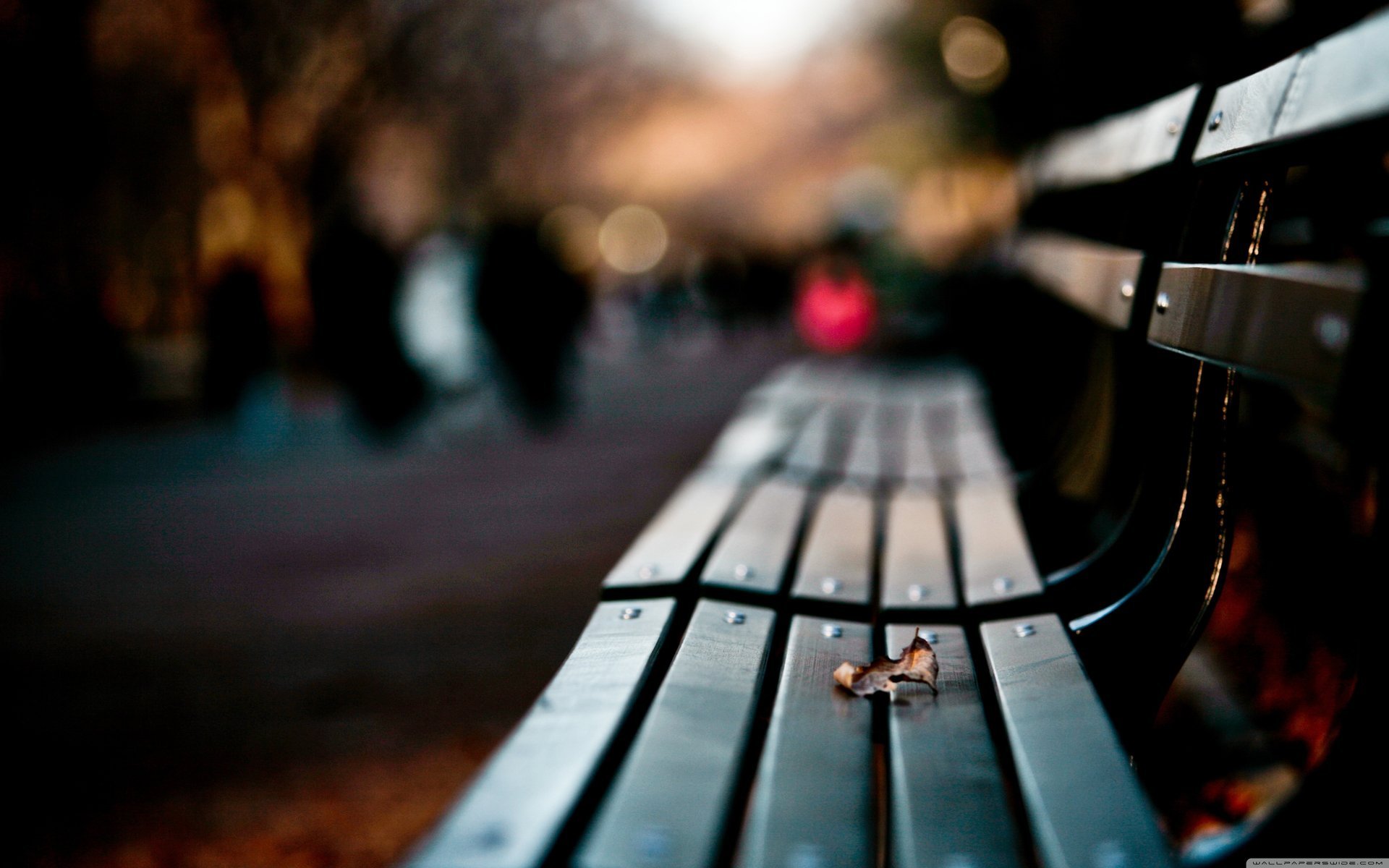 banc parc automne feuille feuille désir