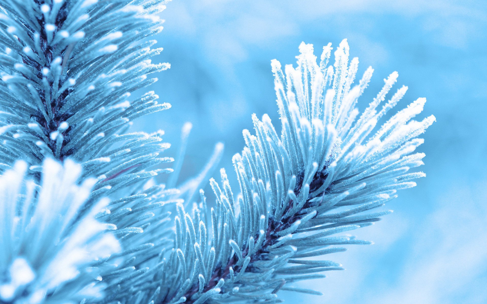 inverno neve gelo