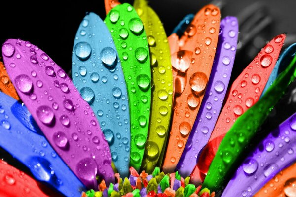 Pétales de fleurs multicolores avec des gouttes d eau bouchent
