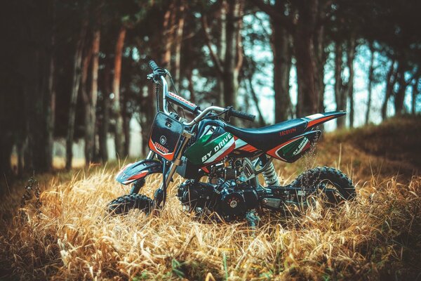 Moto su sfondo foresta ed erba gialla