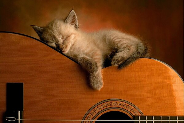 Cute kitten is tired of learning to play