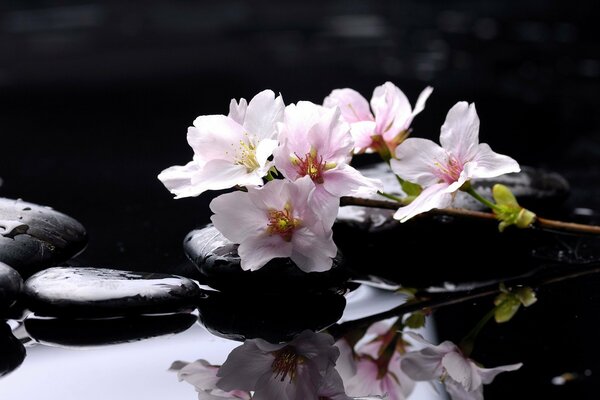 Fleurs roses dans l eau sur les pierres du spa