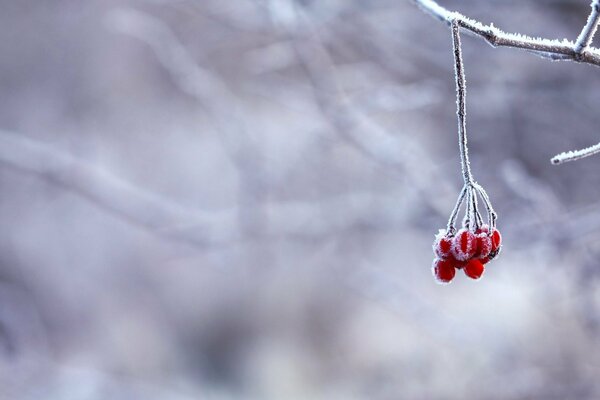 Frozen mountain ash on a twig