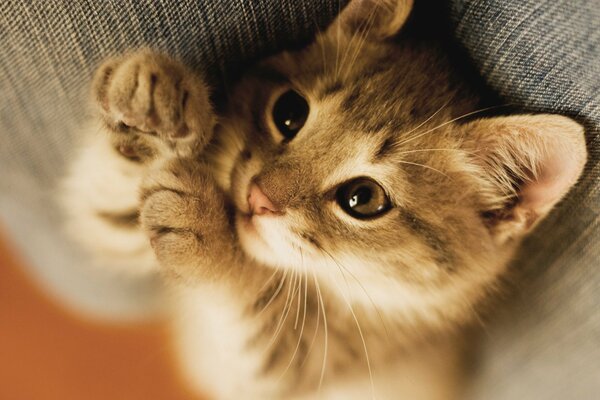 The kitten makes a jam with its paws
