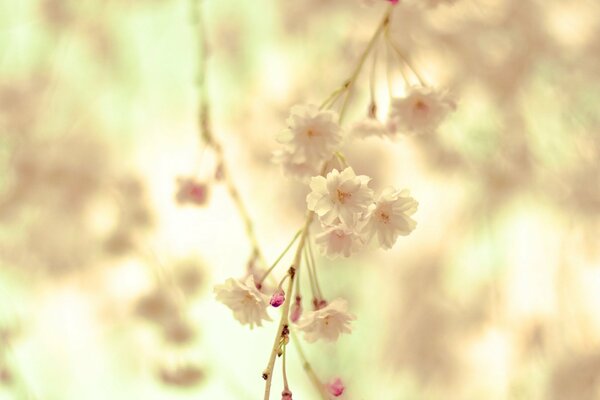 Branche de fleurs blanches délicates
