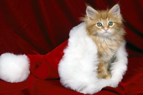 Gatito rojo con sombrero de Santa Claus