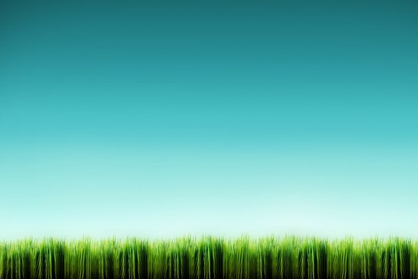 Beau ciel bleu dans l herbe