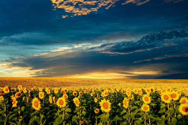 Campo giallo di girasoli contro il cielo blu