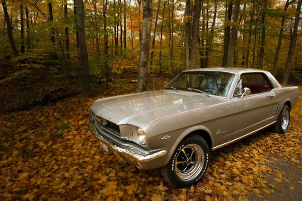 Coche Ford Mustang en el parque de otoño en la carretera salpicada de follaje dorado. Ford Mustang beige en el parque de otoño