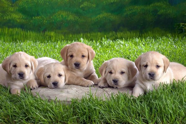 Cinq chiots mignons dans la nature sur fond d herbe verte