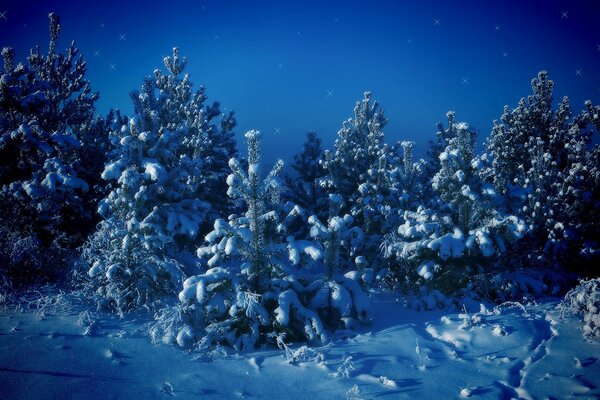 Bosque de invierno sobre un fondo azul negro