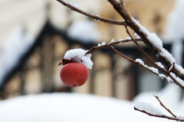The last apple on the branch at the first frost