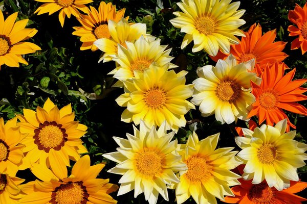 Un bouquet luminoso di giovani fiori