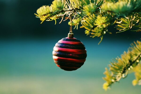 Bola roja de año nuevo en la rama del árbol de Navidad