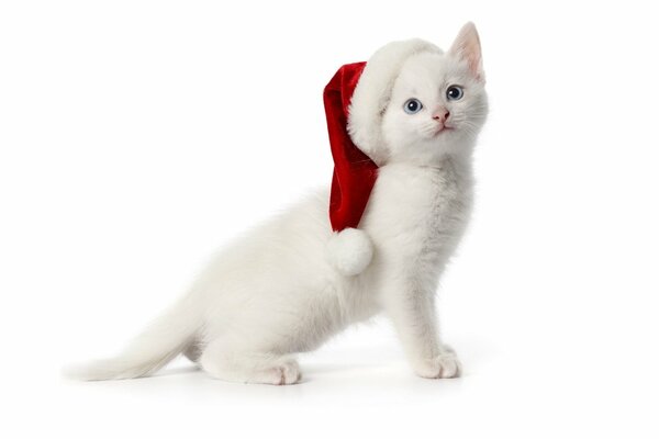 A kitten in a Santa Claus Christmas hat