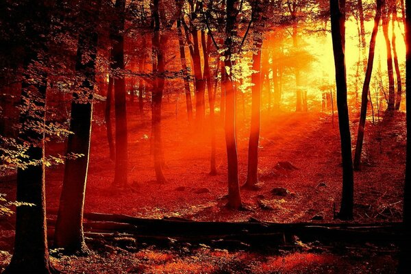 Trees in the forest surrounded by light