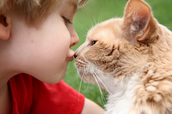 The boy who kisses the ginger cat