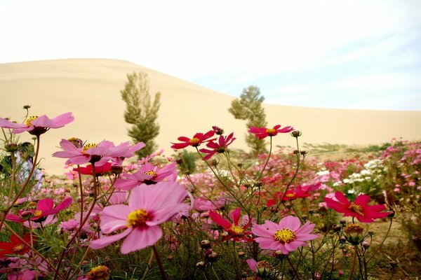 Tappeto fatto di bellissimi fiori selvatici