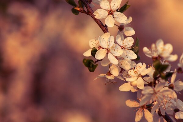 Spring flowers on a cherry branch
