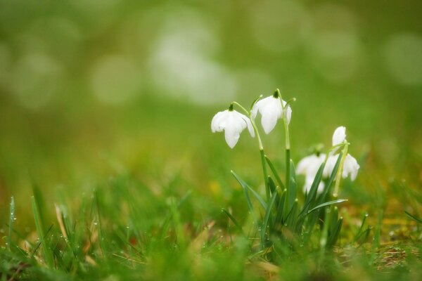 So fanden die ersten Blumen ihren Zufluchtsort