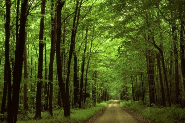 Route dans la belle forêt