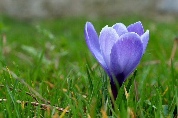Primevère bleue printanière dans la Prairie