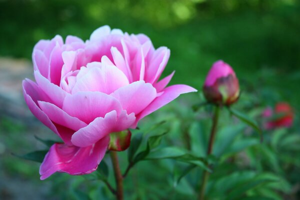 Grands bourgeons de pivoines super roses