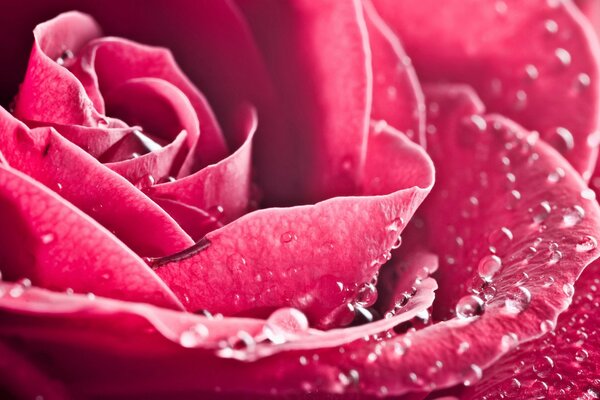 Delicate pink rose petals