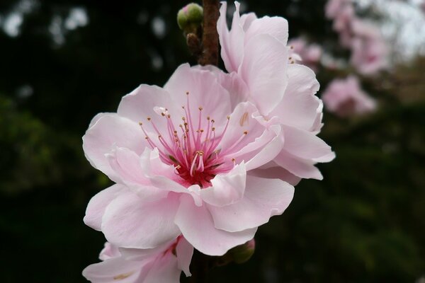 Mûrit sur une branche de fleur de cerisier rose