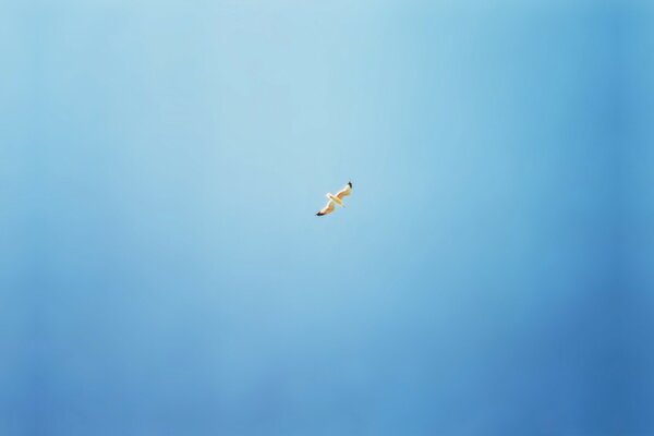 Minimal art. Die Möwe schwebt über den blauen Himmel
