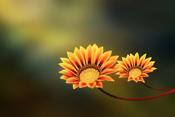 Flowers with yellow-orange petals photo macro