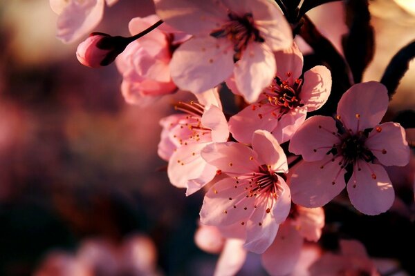 Flores de cerezo rosa símbolo de la primavera