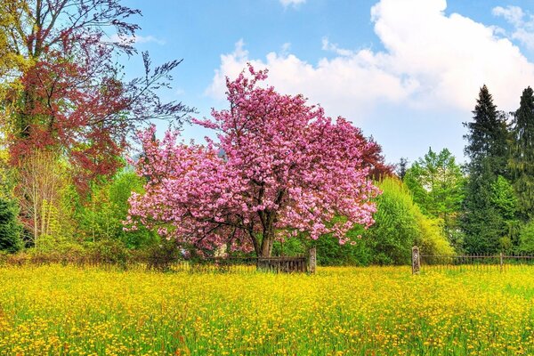An extraordinarily beautiful rose tree surrounded by flowers