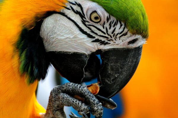 Color brillante de un loro con ojos amarillos