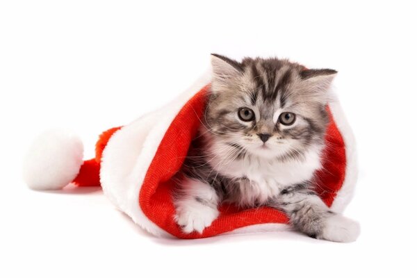 Un chaton moelleux a grimpé dans le chapeau du père Noël