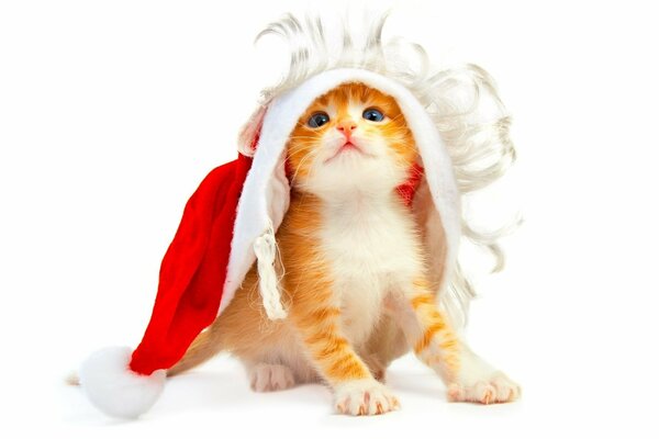 El gatito rojo en la gorra de papá Noel