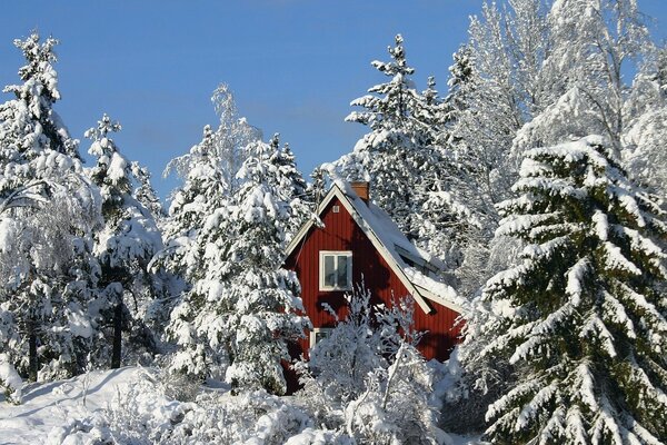 Winter snowy morning in the village