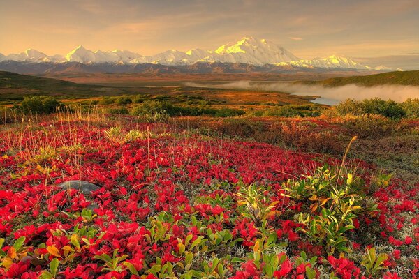 Nature painted the field with bright colors at dawn