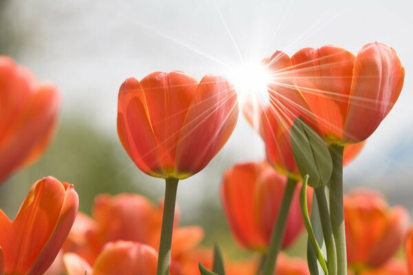 Brotes matutinos de tulipanes rojos