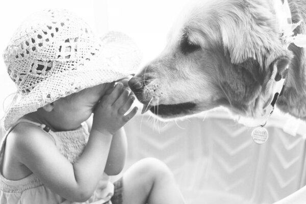 Chien lèche le nez à l enfant