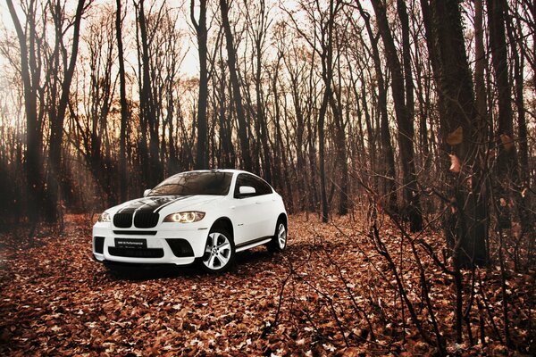 Il SUV bianco bmw si trova sullo sfondo della foresta autunnale